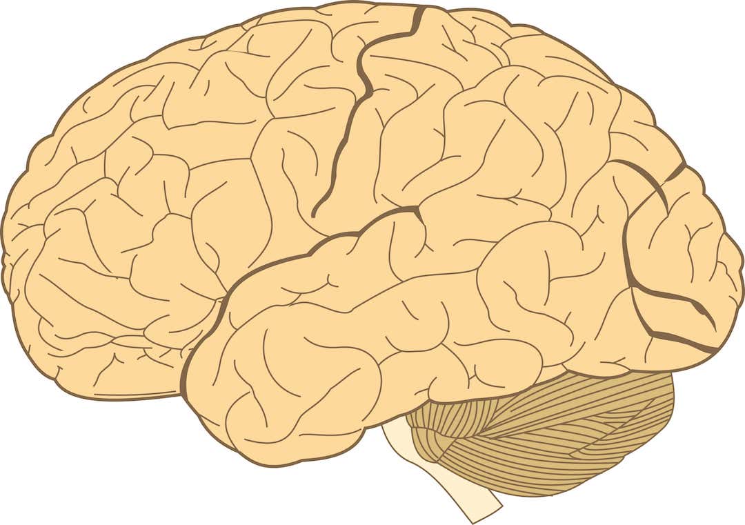 Supramarginal gyrus